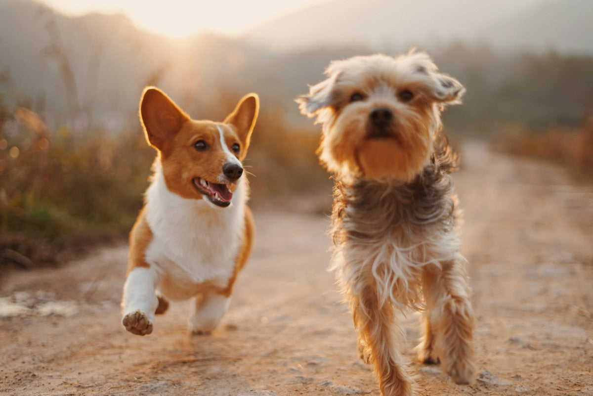 Outdoor Pet Supplies