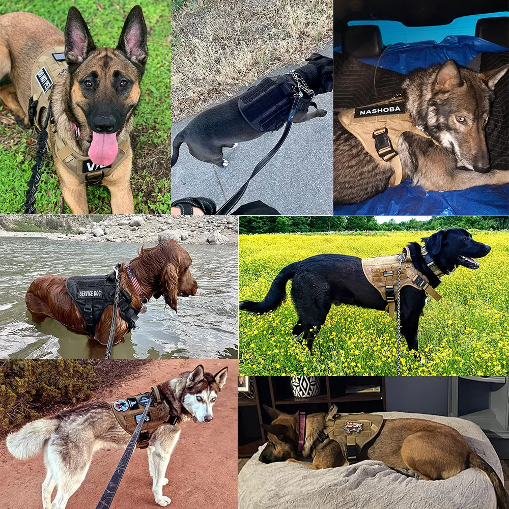 Padded Nylon Dog Harness And Leash Set For Training Purposes